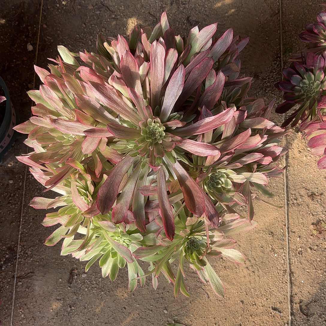 多肉法师凌波仙子023