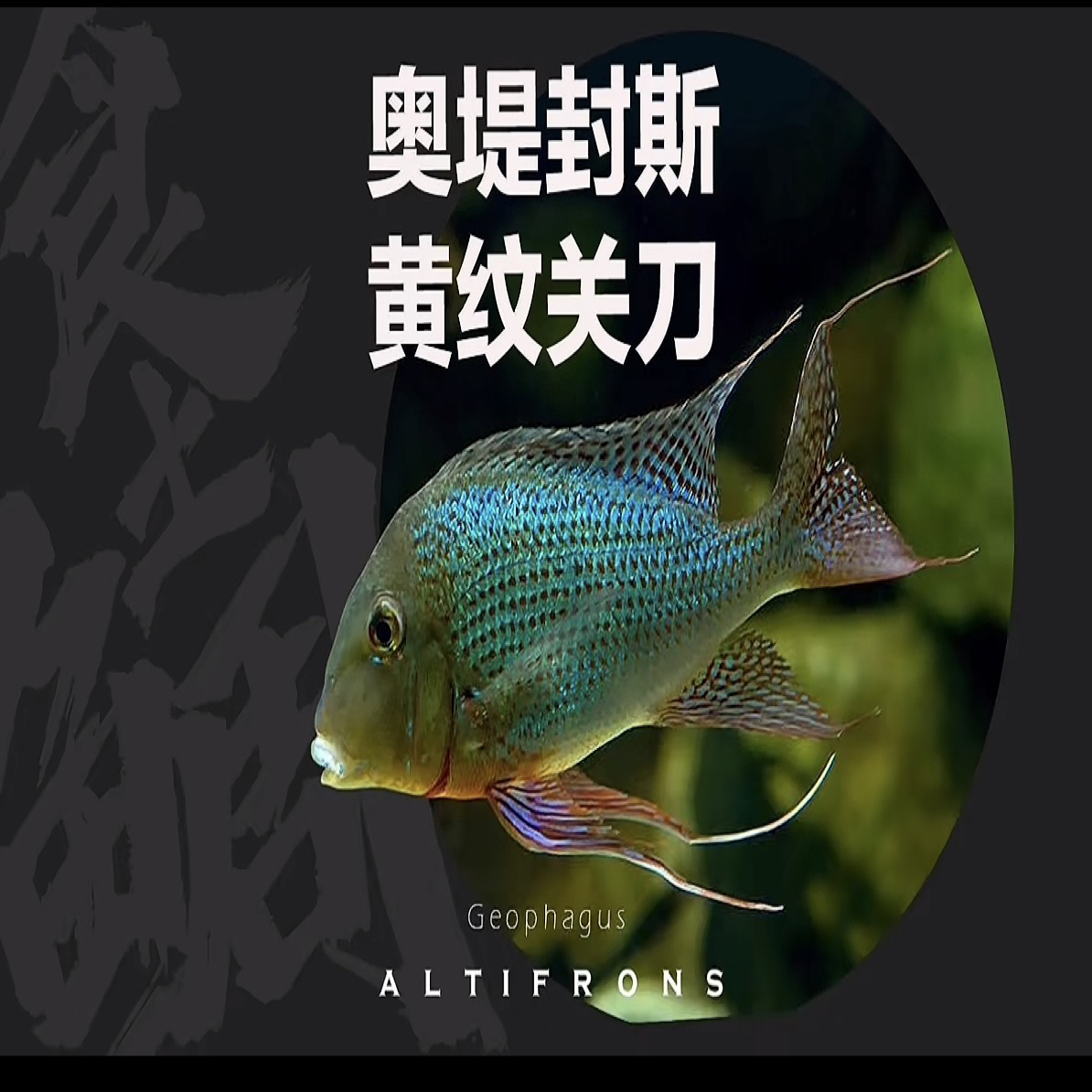 【高端稀有食土鲷】奥堤封斯黄纹关刀 高端玩家必入 体型最大食土鲷