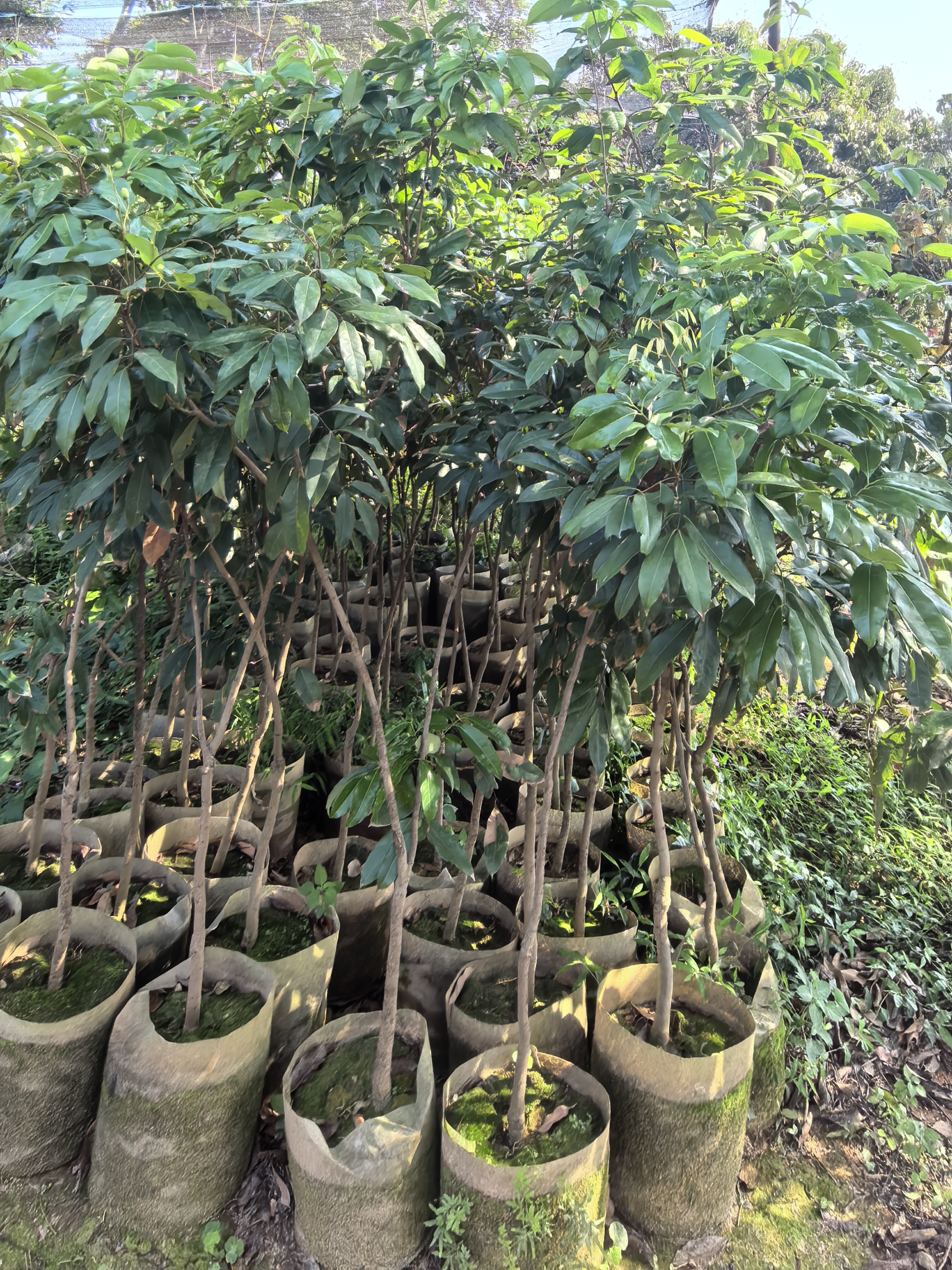 基岗仙进奉嫁接荔枝蓝莓小苗2.5公分左右新鲜荔枝