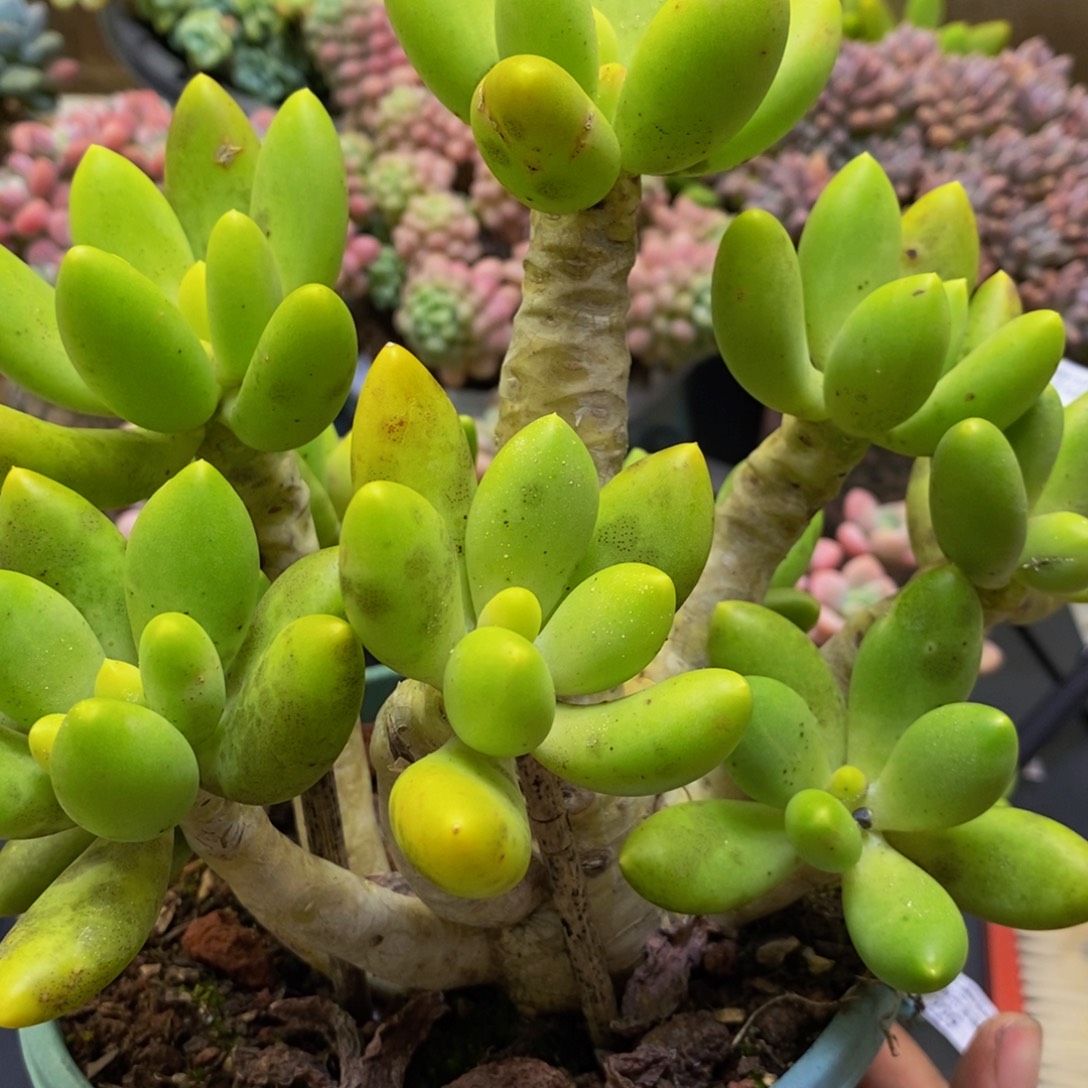 167芒果奶18cm多肉