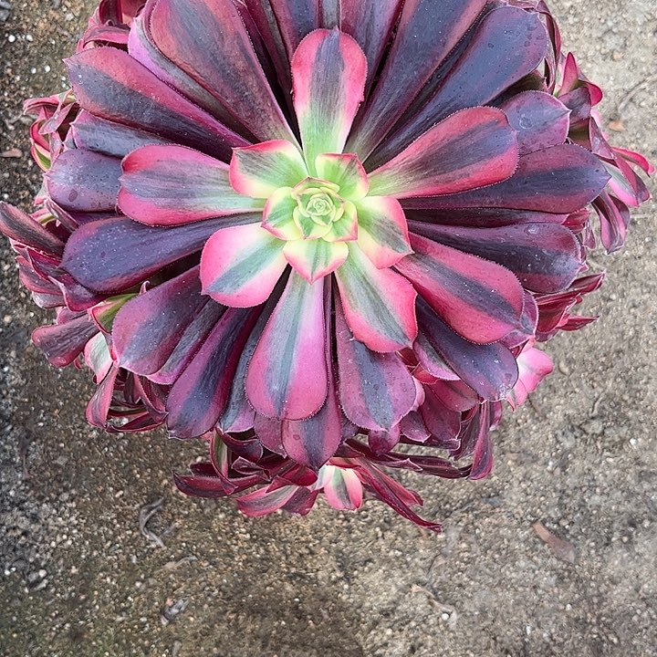 多肉植物美杜莎锦…………