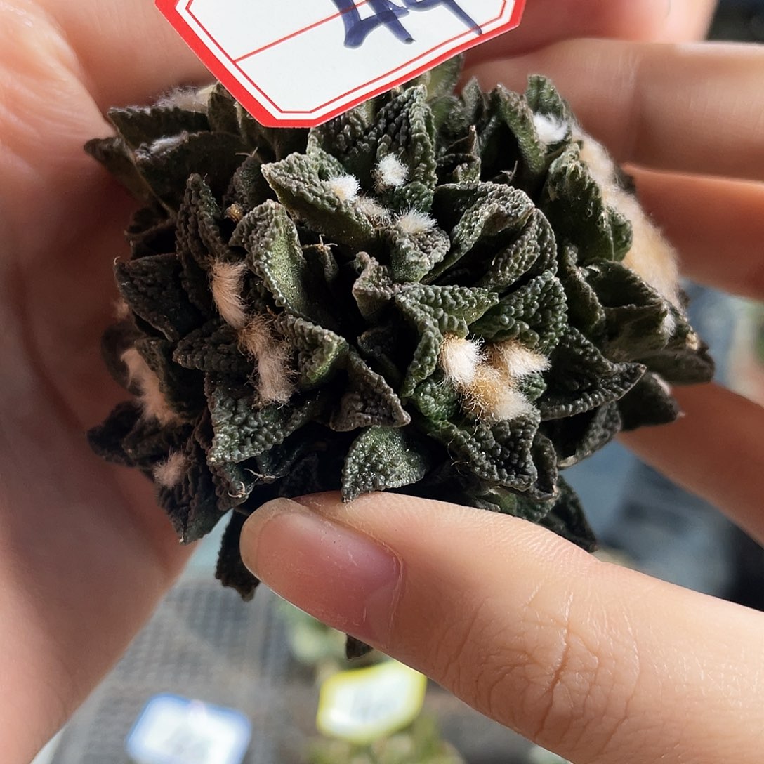 44号多头博辛牡丹自根