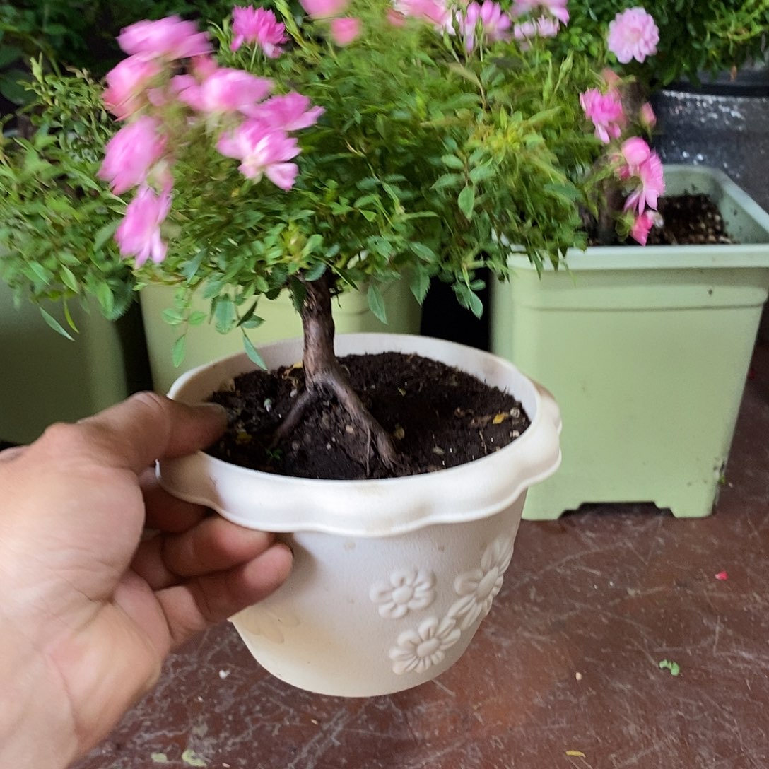 完全开放瑾荷月季花