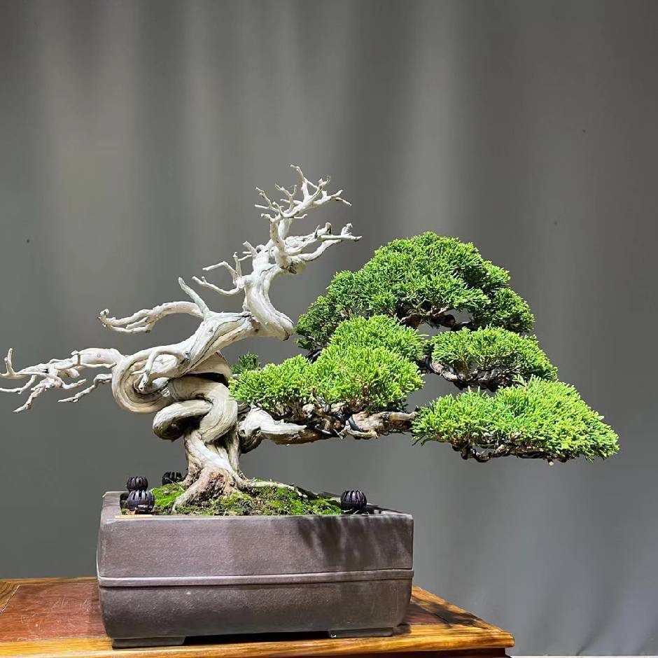 真柏造型盆景规格品种齐全直播间一物一拍（请勿随意下单）