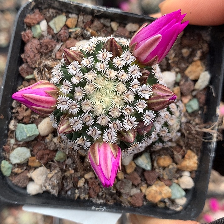 116 实生克氏丸4.5厘米