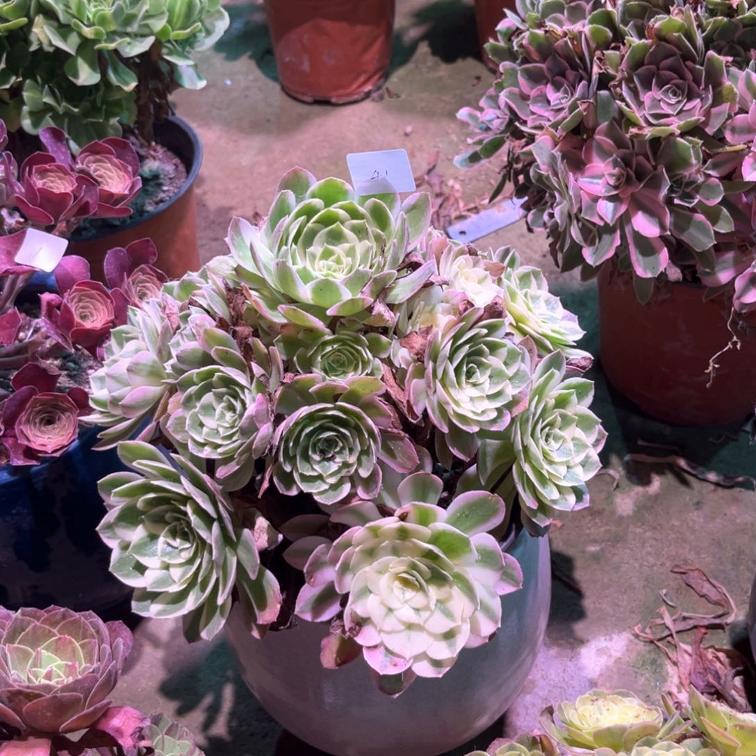 多肉植物海王0041