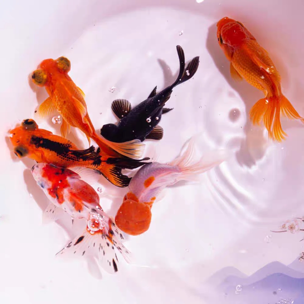 【赛级金鱼苗】29条 丹顶龙睛元宝泰狮鎏金 2-5公分 不指定