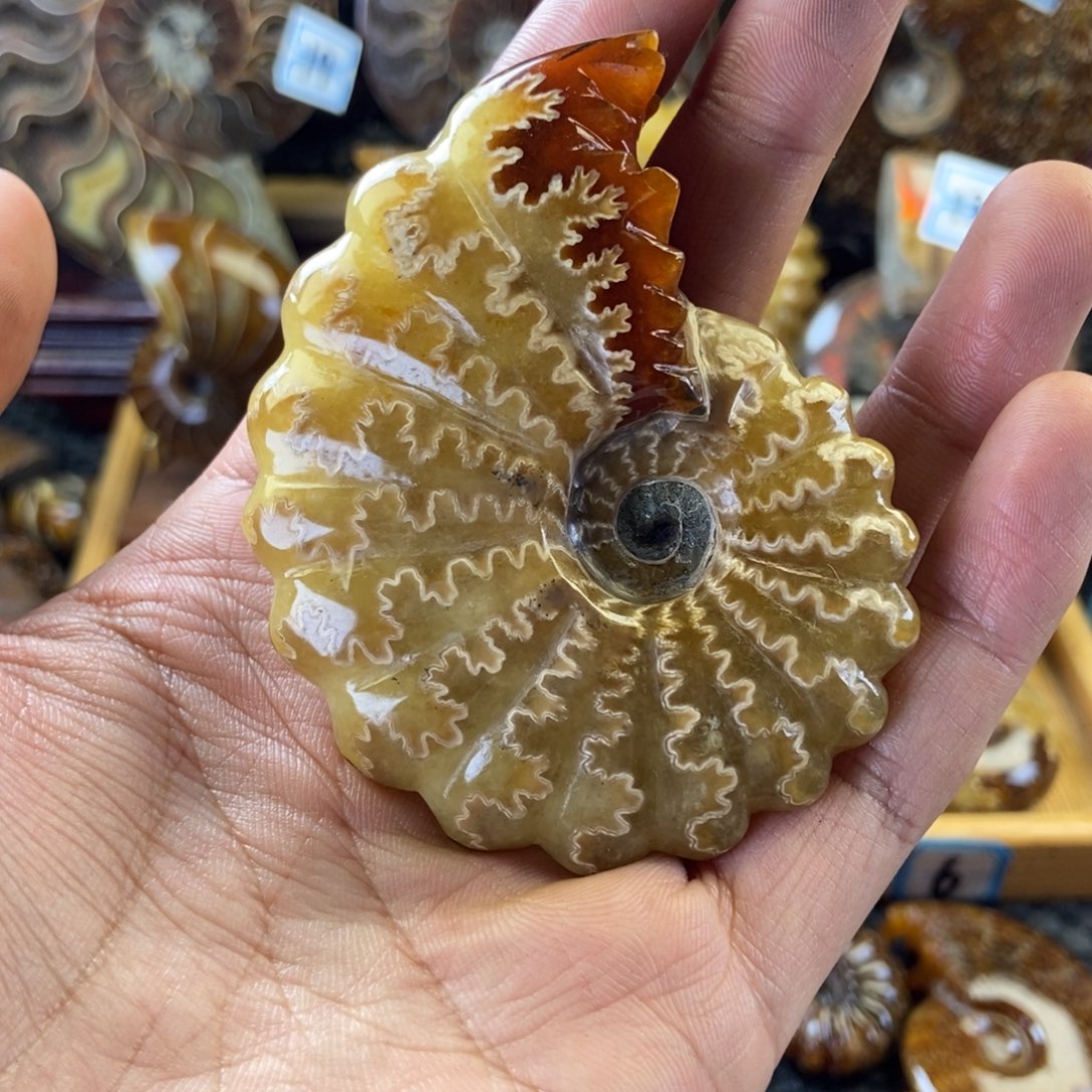 玉天然古生物化石风神菊石