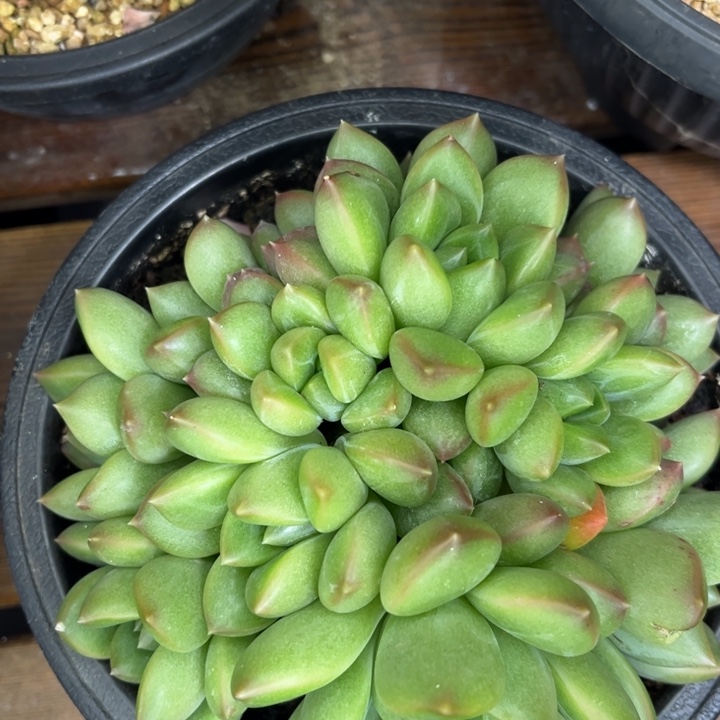 一物一拍，多肉植物。