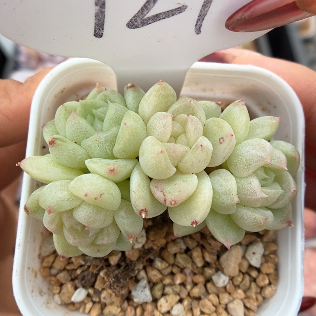 财富密码白底可拍721号
