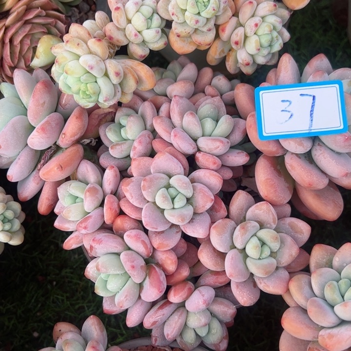 37洛神平平安安健健康康