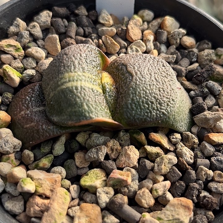 163脱土发货11111111