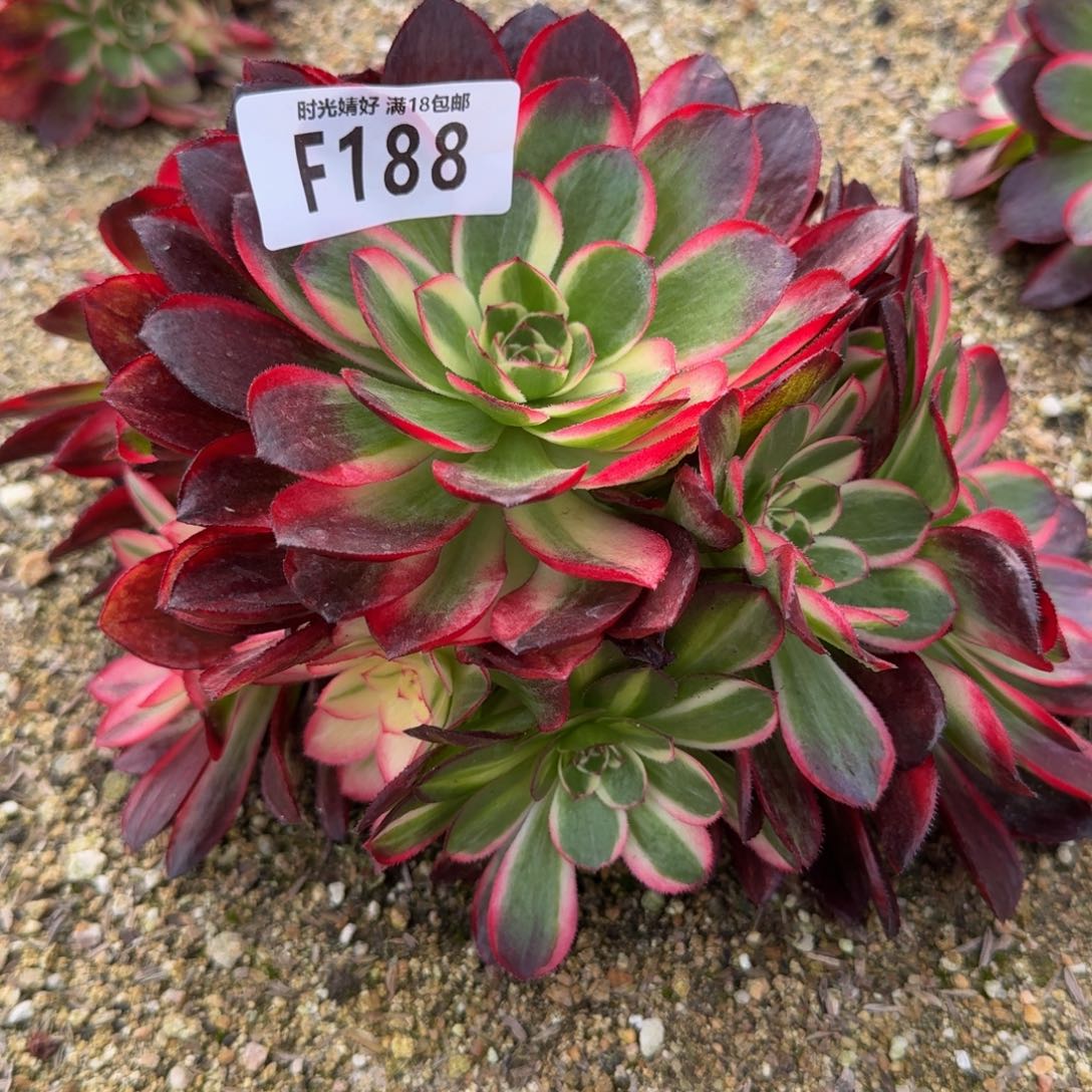 188海神。多肉植物