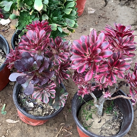 2棵玫瑰玫瑰玫瑰