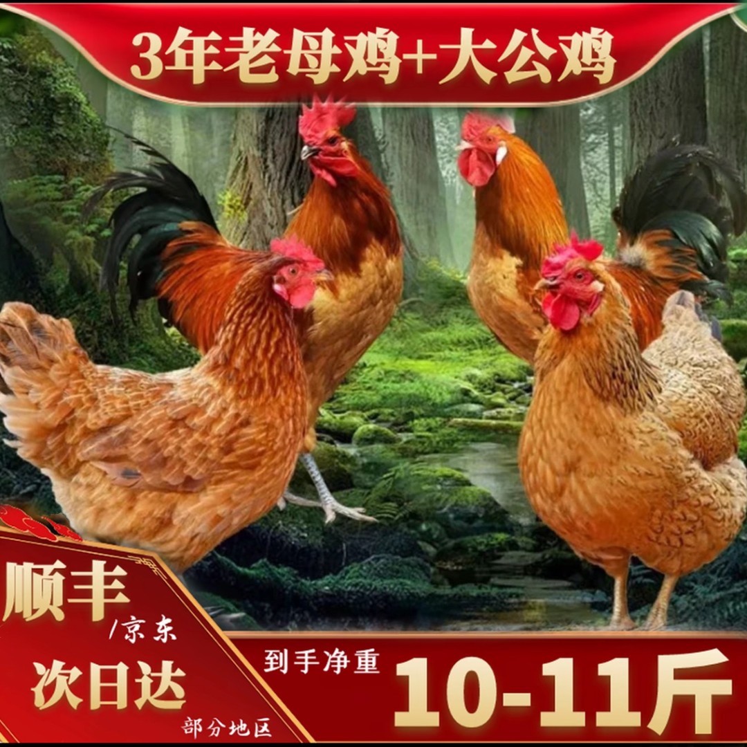 山林放养黄脚老母鸡2只+2只黄脚公鸡到手4只净重共10-11斤 带内脏