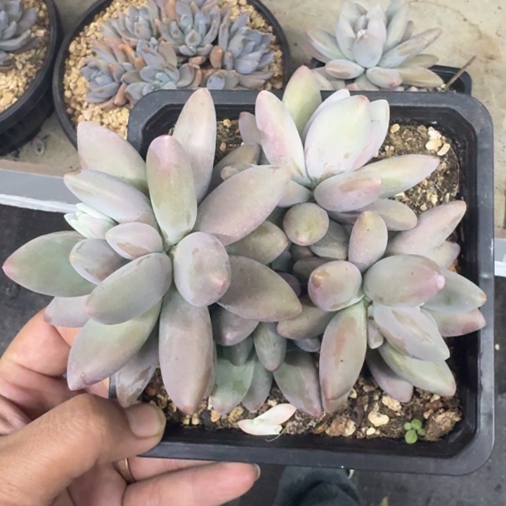 企鹅 4头  一物一拍