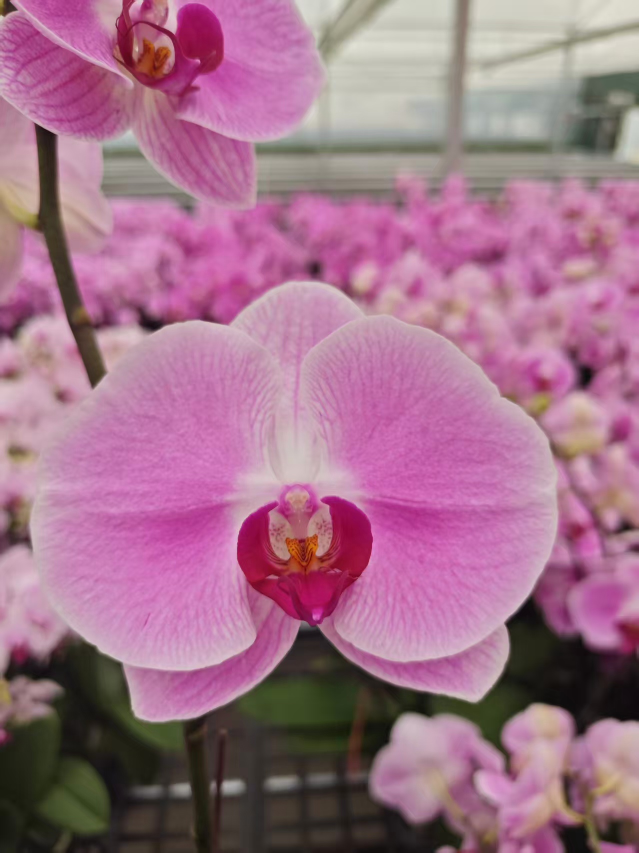 高品质粉色蝴蝶兰【仙桃】带花剑带花苞四季开花室内好养盆栽