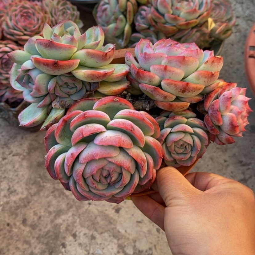 【闪购商品】常*多肉植物