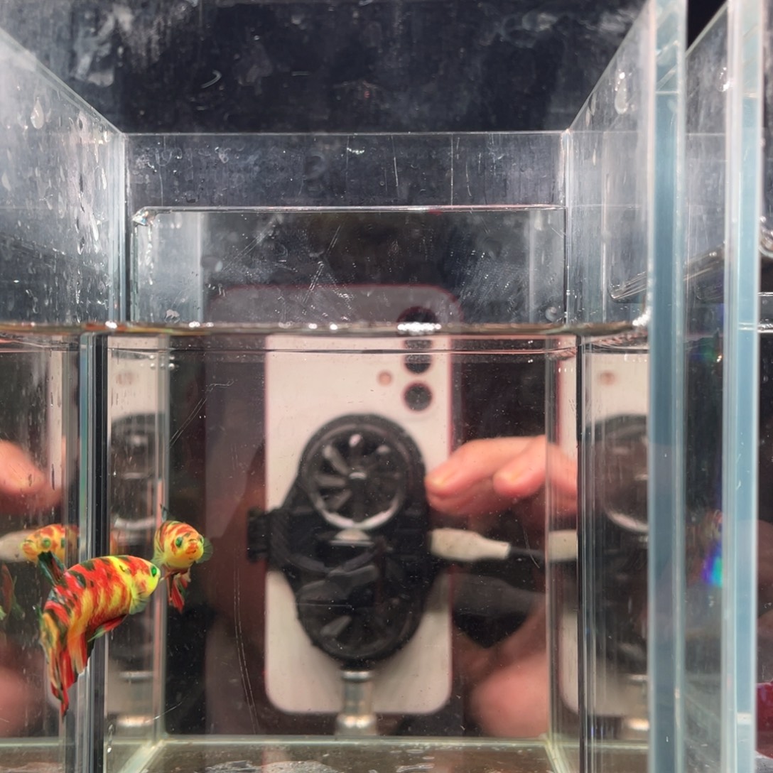 斗鱼印尼精品斗鱼74