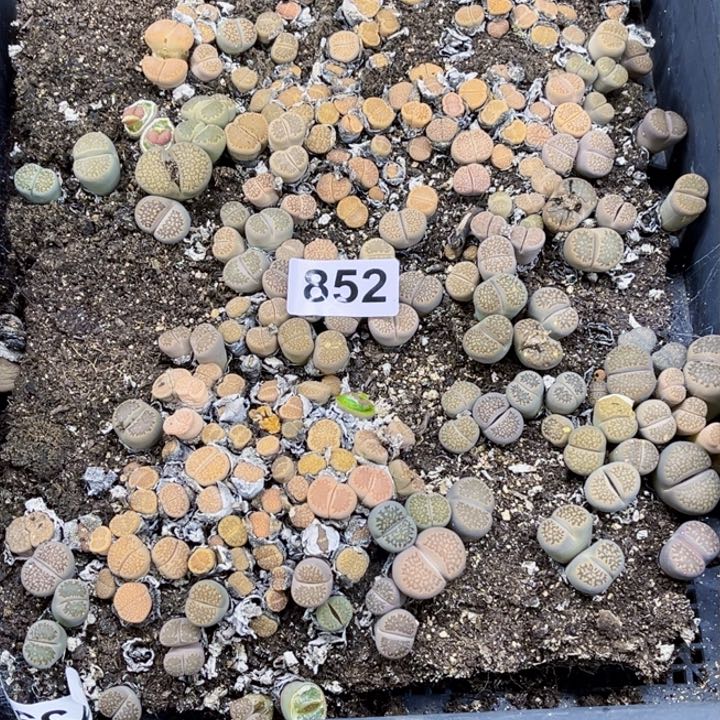 852 生石花一物一图如图