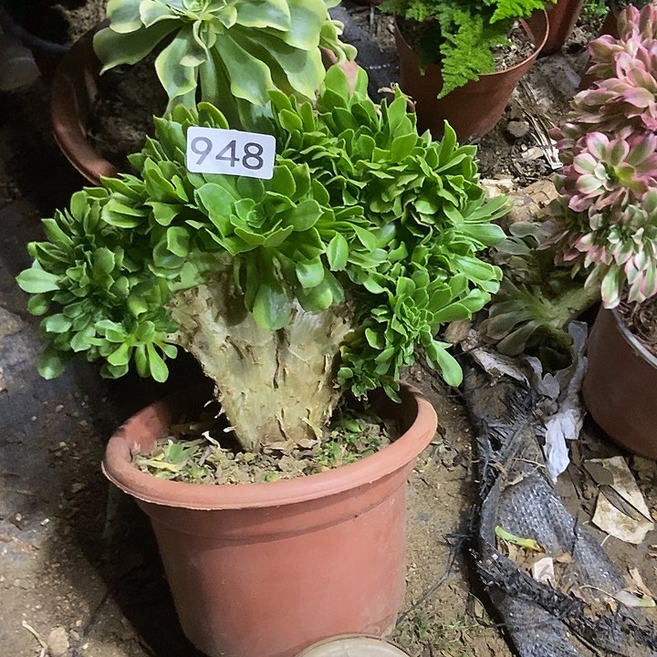 948绿杨蓉缀化老板子