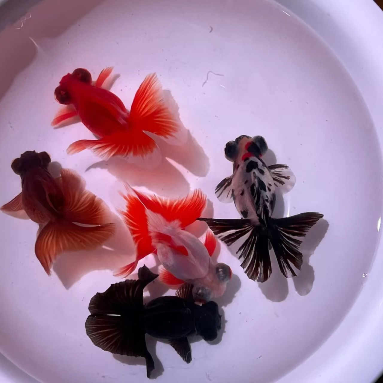直播选鱼龙睛蝶尾大眼五花冷水淡水观赏鱼
