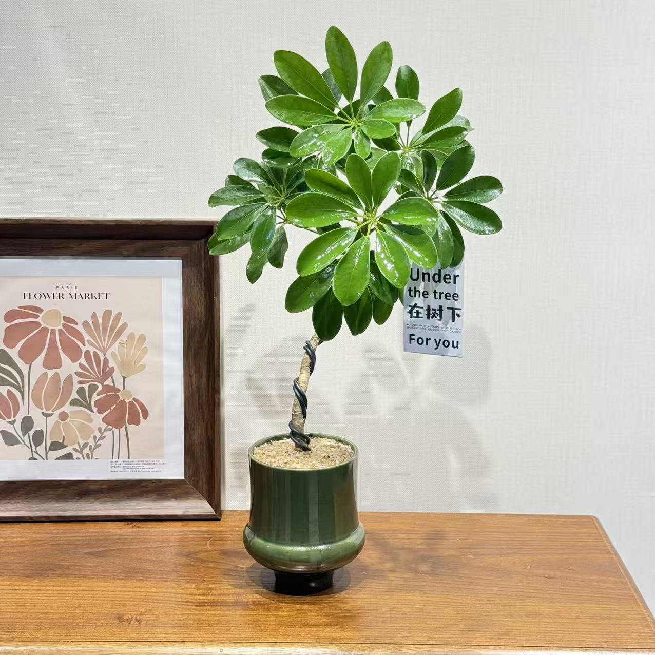 鸭脚木绿植盆栽好看好养办公室桌面绿植