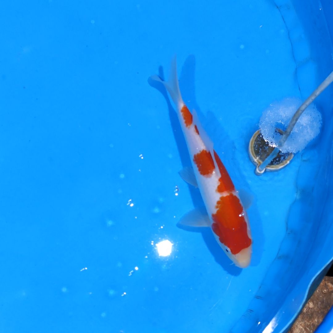 锦鲤27公分红白不寄养手术过