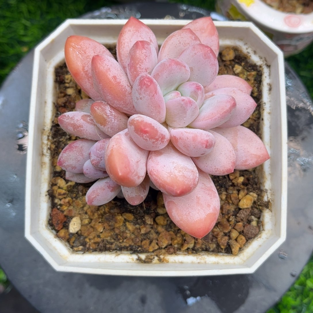 香水多肉老桩9冠幅……