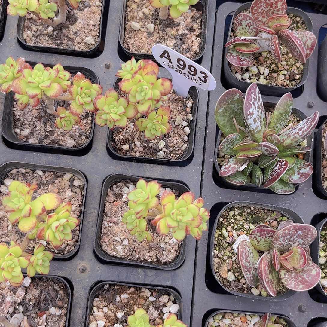 A993酥皮呀一物一拍