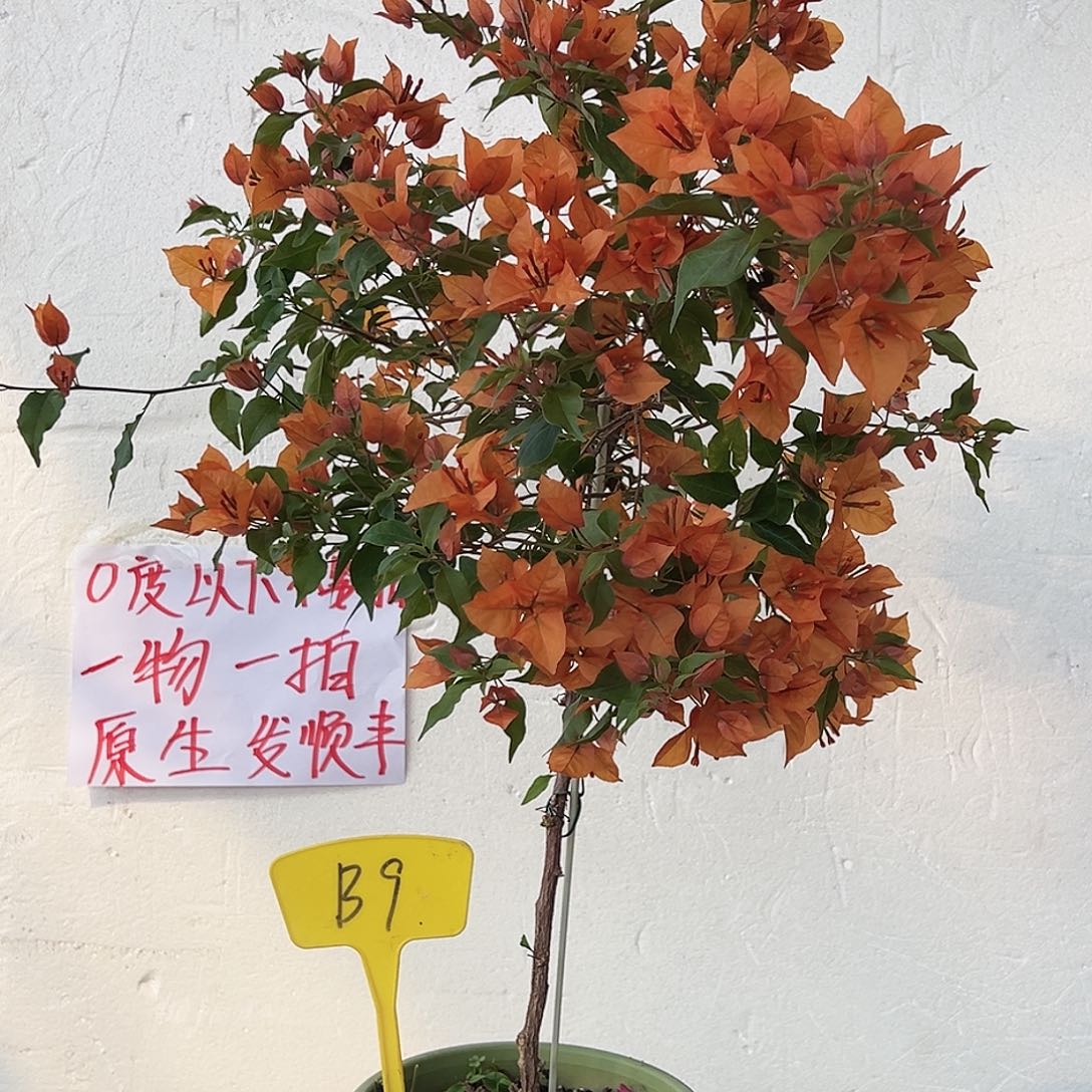 格****大部分花苞少量开放B9橙桑巴