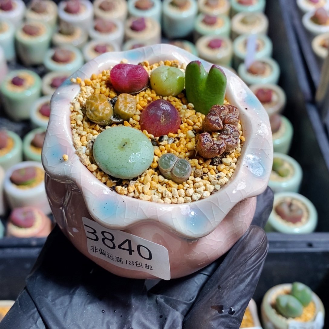 3840-一物一拍 带盆