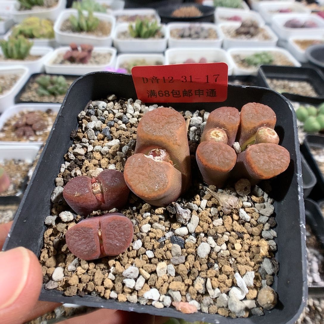 12-31-17     风铃1盆