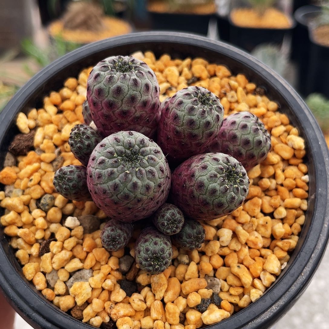 紫丽丸群6666666666666