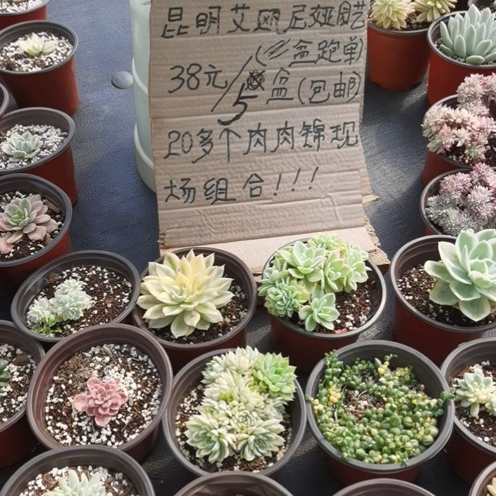 不同品种肉肉白覆轮锦5盆包邮（不包偏远地区）