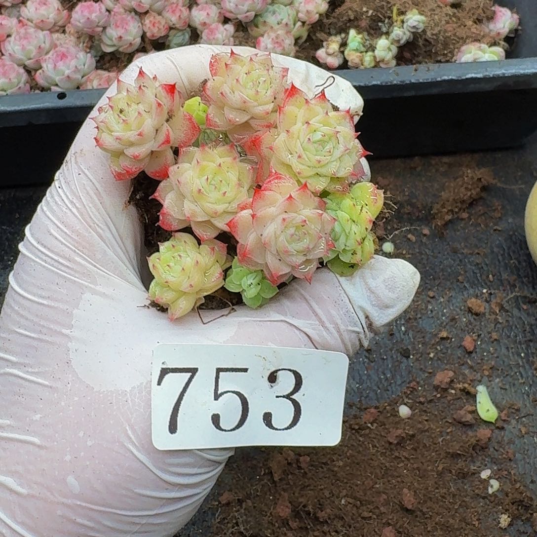 A****?多肉植物多肉植物753