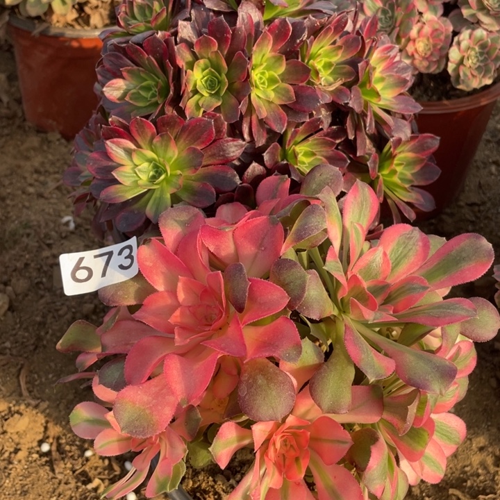 无花朵673对肉植物组合无售后