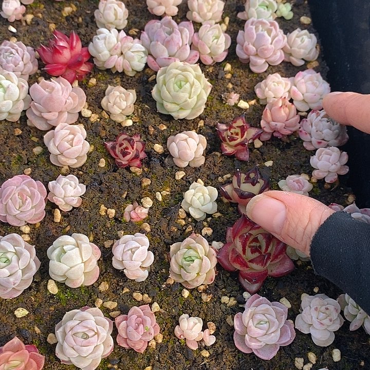 206 多肉植物盆栽花卉植物