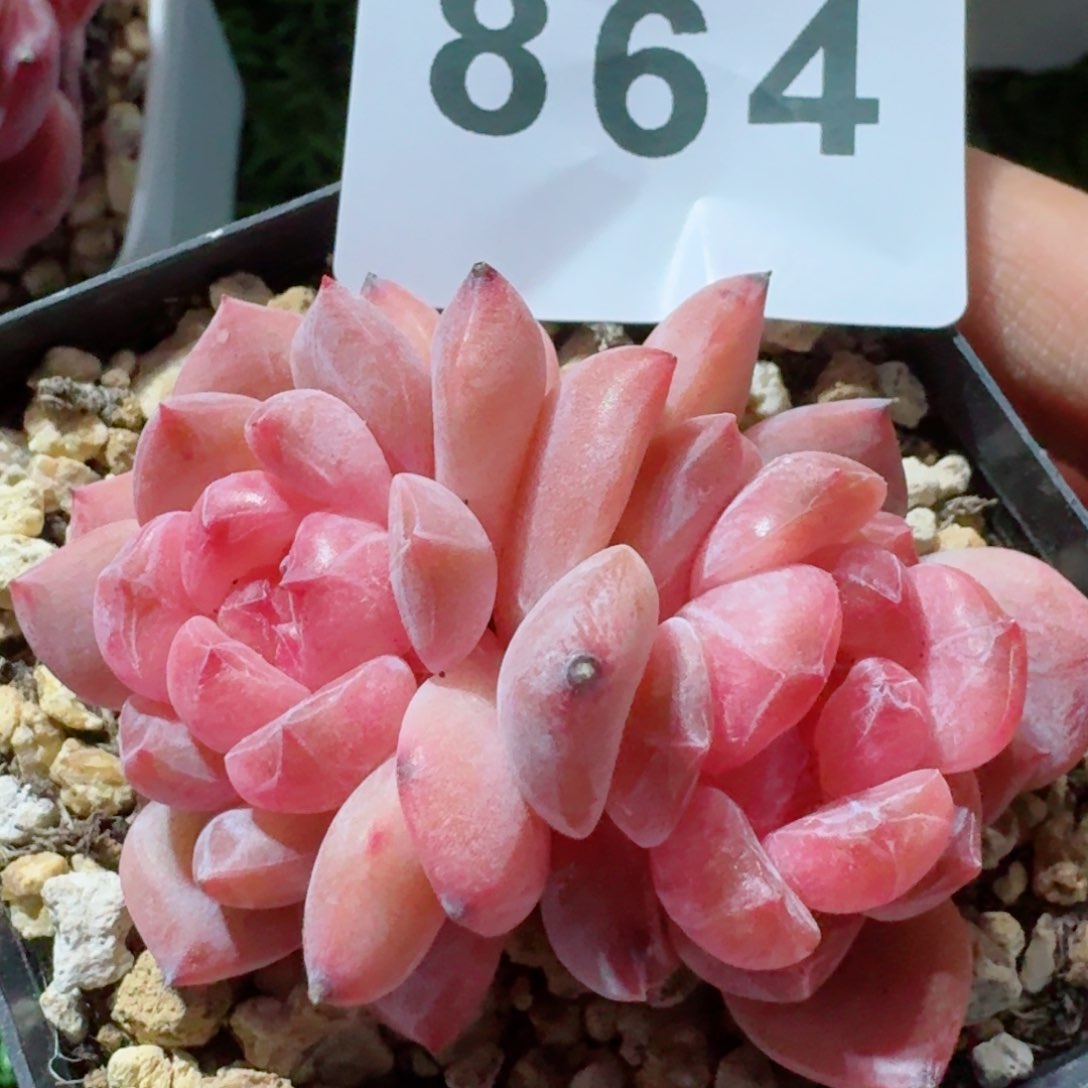 冰魄         精品多肉