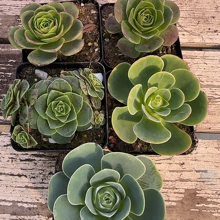 山地玫瑰一物一拍，带盆发7号