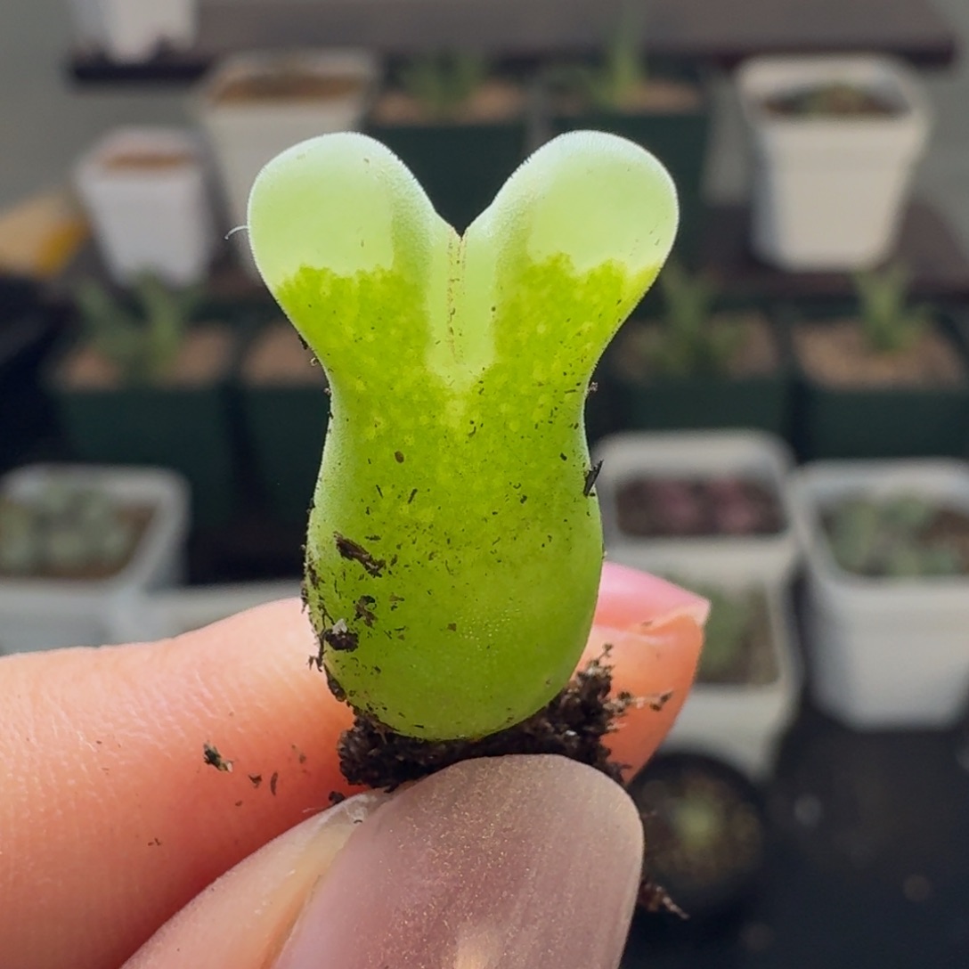 85优选大肚子佛度