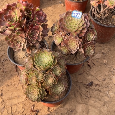 287多肉植物组合，