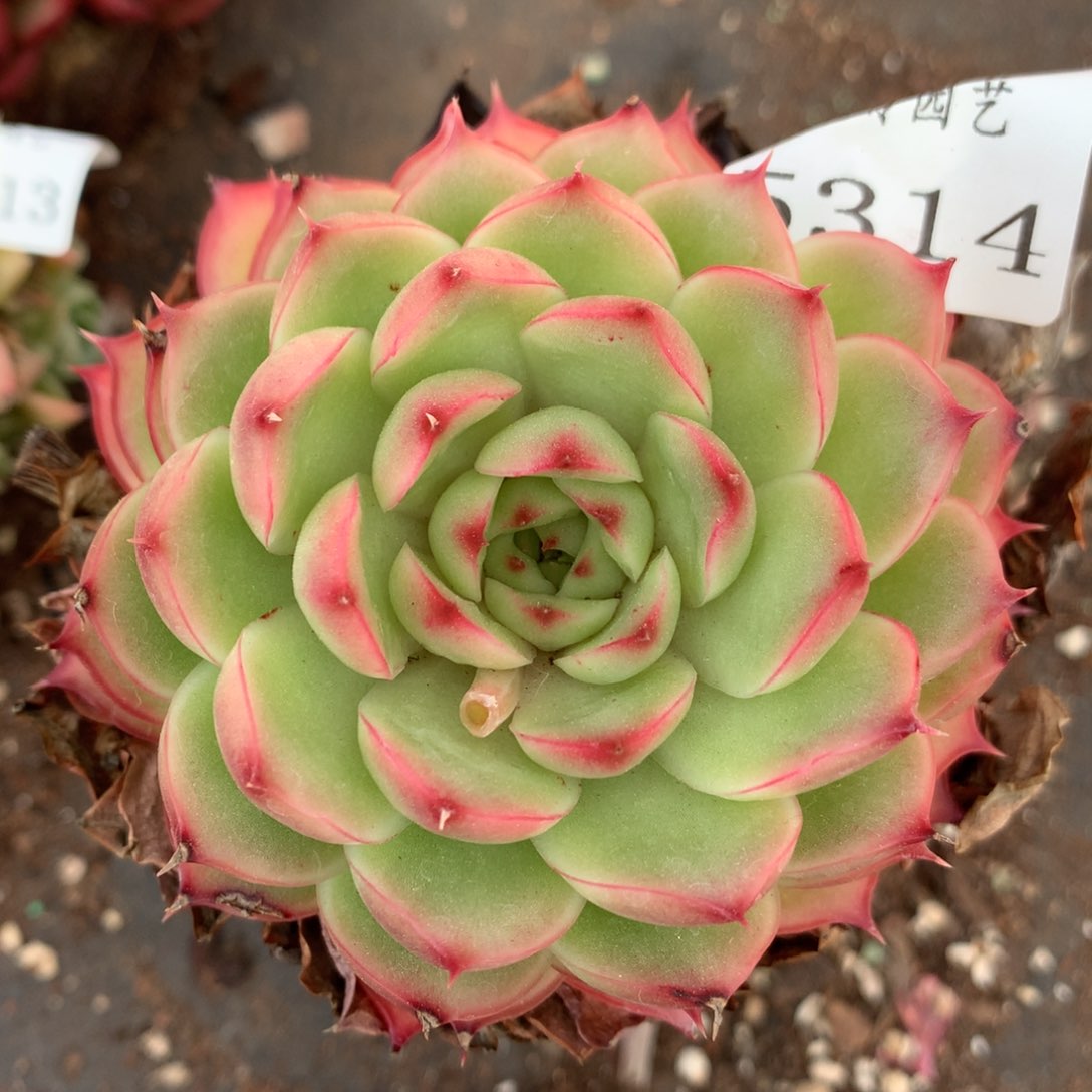 5314杂交精品基地9厘米