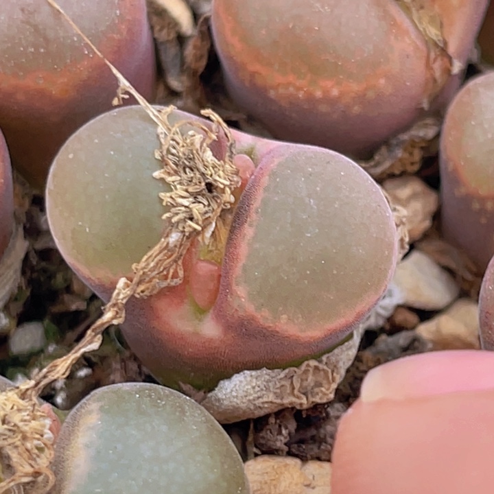 480089088088888858555