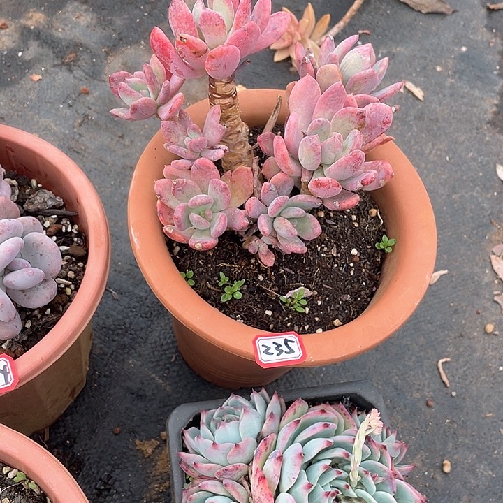 235灰姑娘 一物一拍多肉