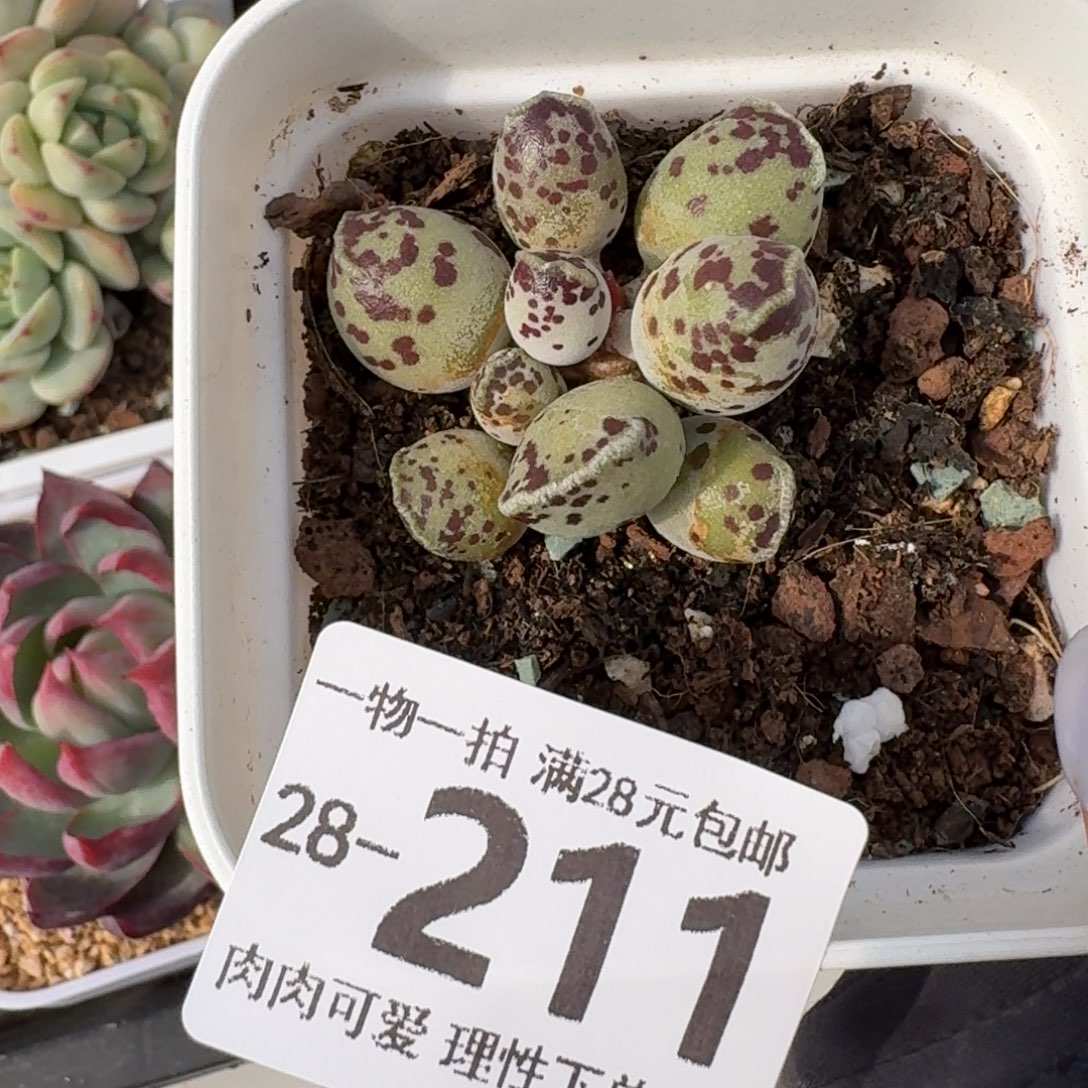 海豹会掉叶子不售后