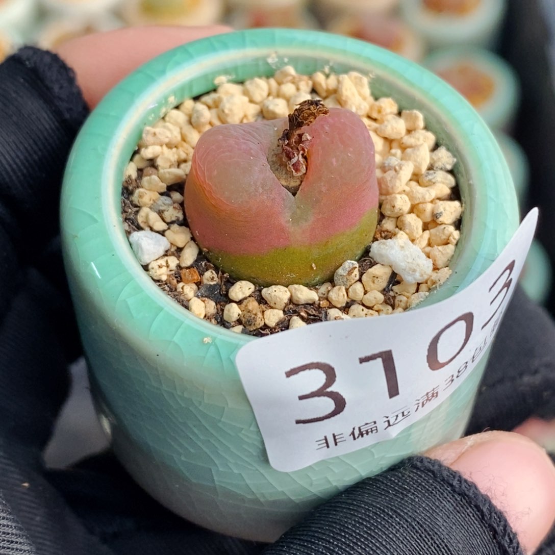 3103-一物一拍 带盆