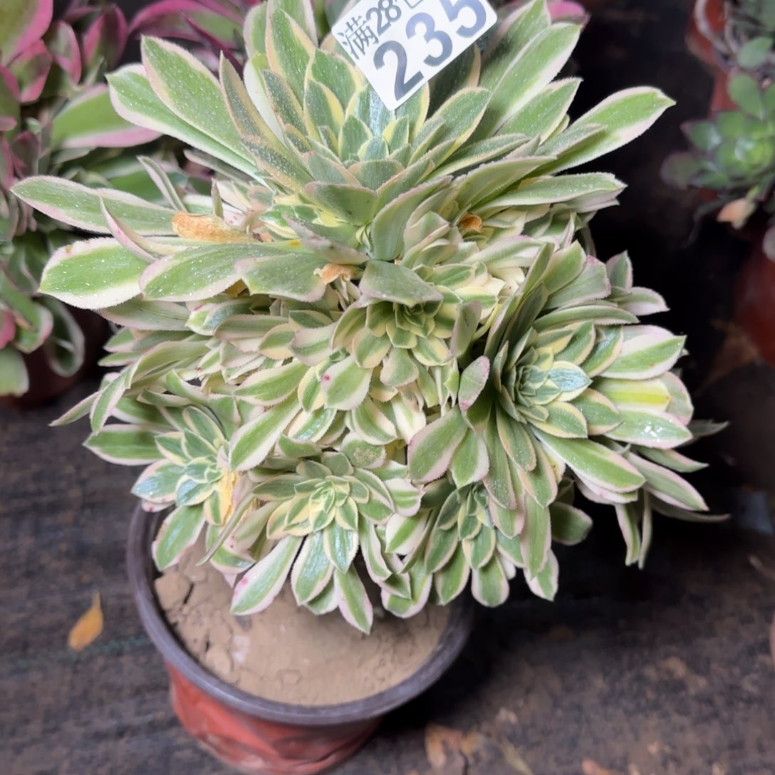 艳凝多肉235满28包邮断枝不包