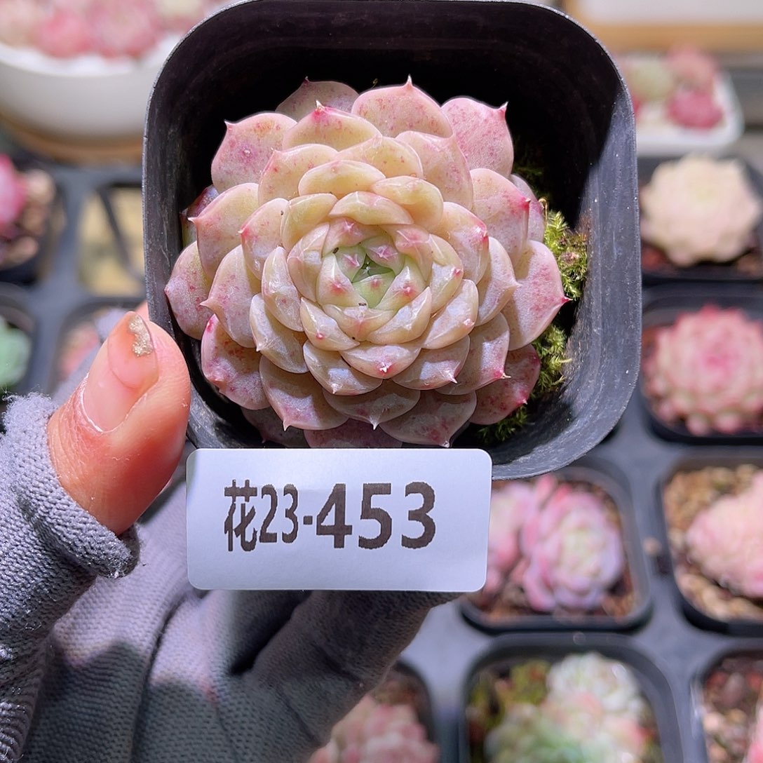 花23-453新品单头
