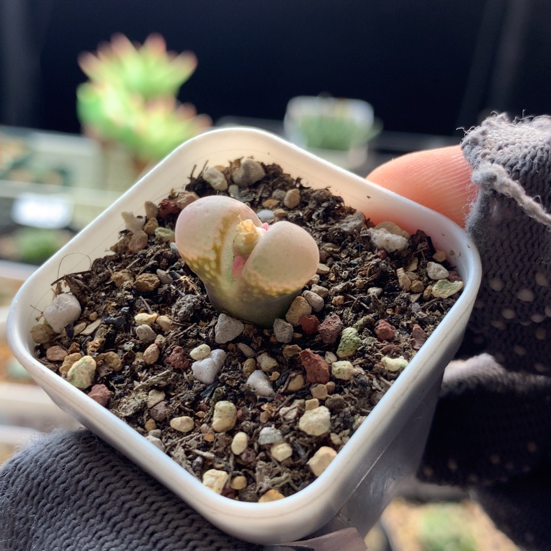 阿230风铃母本一颗